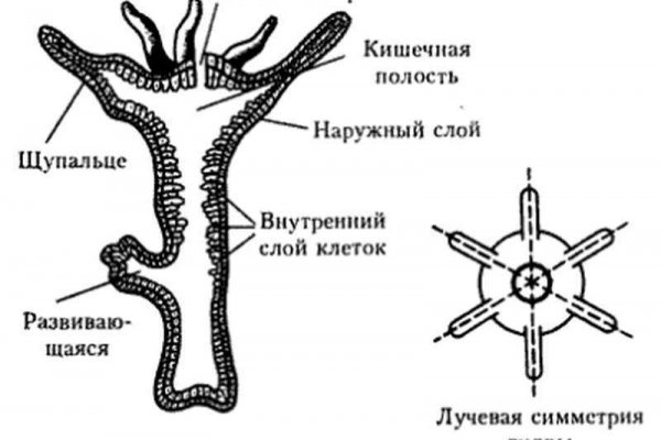 Кракен супернет лол
