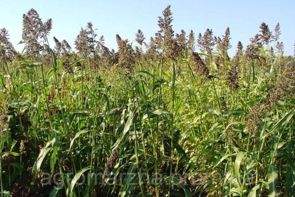 Что такое кракен маркетплейс курительный смесс