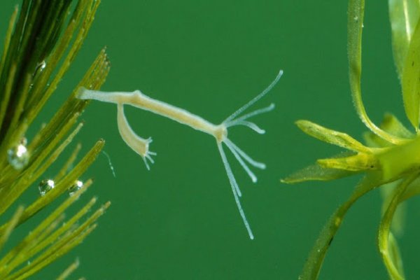Kra41cc
